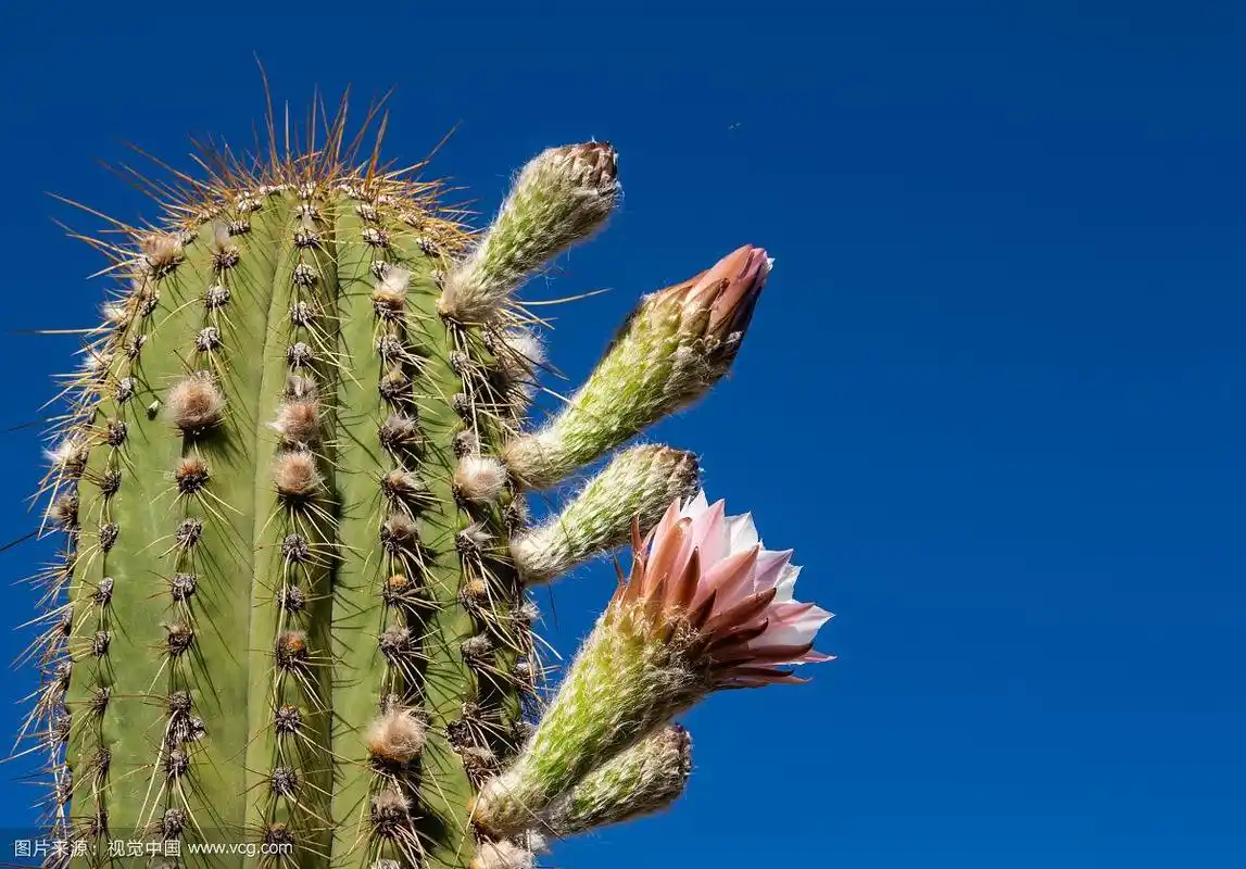 一种典型的沙漠仙人掌.
