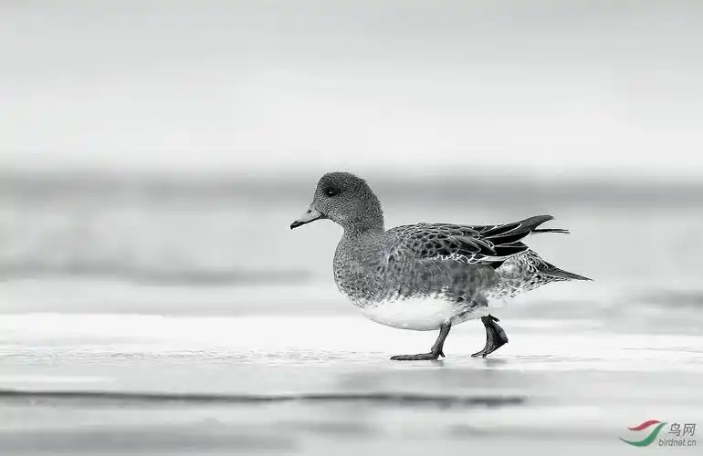 赤颈鸭冰上漫步