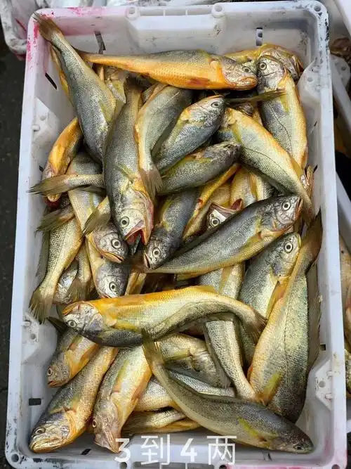 漂酿の中大条拖网黄鱼 3到4两,4到5,5到7,7到9,9两到1斤,1斤上