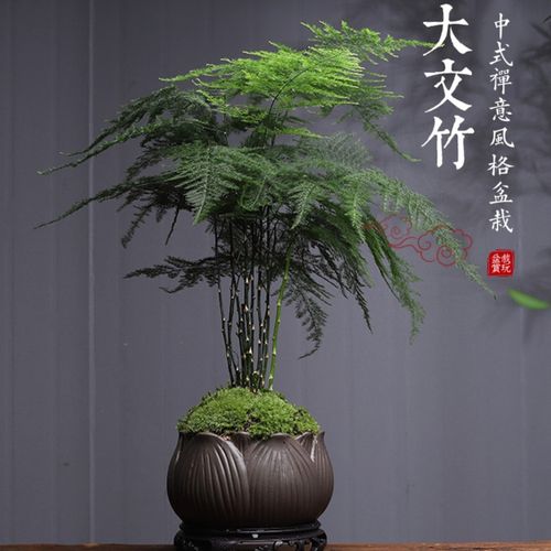 大文竹盆栽植物室内客厅精品创意中式禅意盆景四季常青绿植花卉