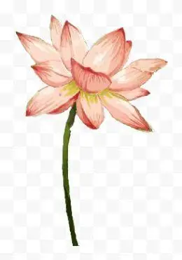 卡通手绘红色莲花