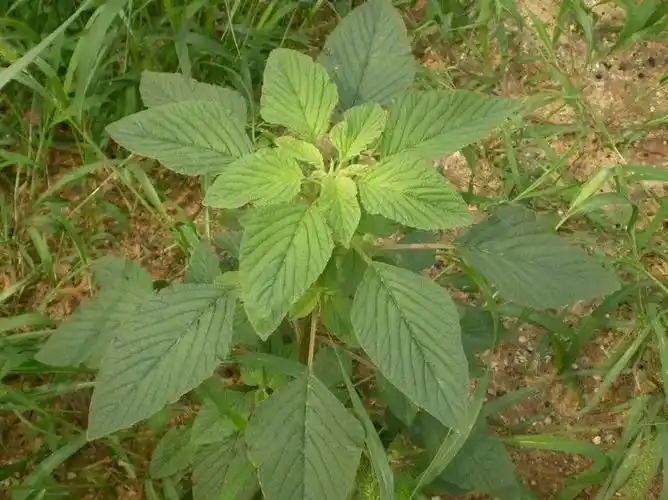 杂草图册26种阔叶杂草11种尖叶杂草