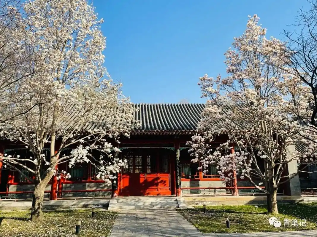 如果你也想念北大朗润园的玉兰|北京大学_新浪新闻