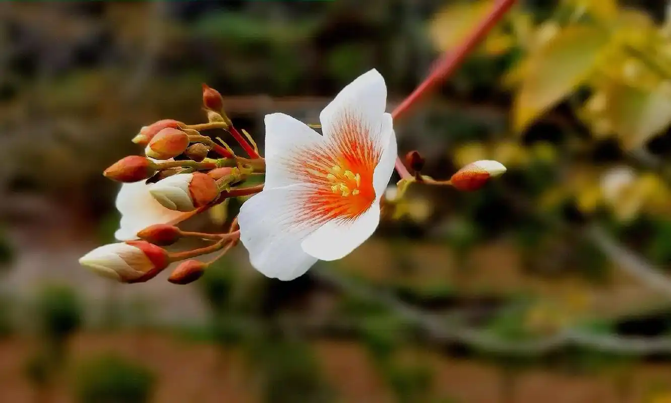 冻桐子花 "冻桐子花"是对"倒春寒"的民间叫法#生活随拍记录 - 抖音