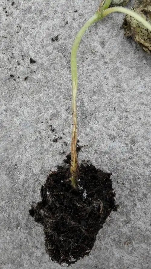 黄瓜茎基部出现病害,是什么