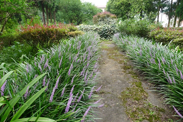 贵州省农科院草业所培育的观赏草新品种"黔南山麦冬"通过国家林草局