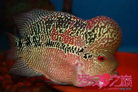 罗汉鱼,繁殖篇(一)