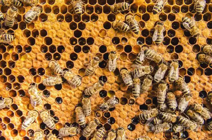 蜜蜂巢在蜂巢蜂窝