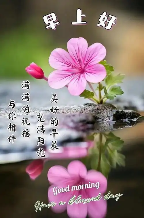 宽容坦诚的早安心语唯美句子,清新漂亮的早上好祝福语