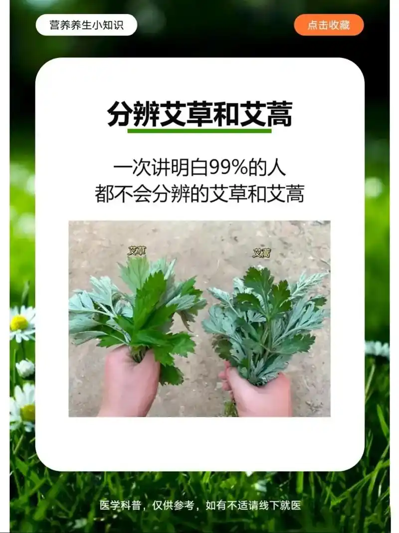 艾草和艾蒿你能分清吗,快来和我一起学学如何区分吧! 本人有艾 - 抖音