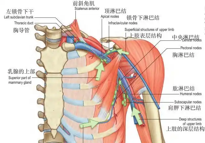 美图分享与腋窝相关的淋巴结