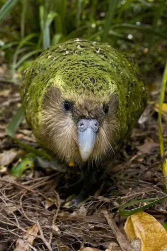 鹦形目·鸮鹦鹉科·鸮鹦鹉属:鸮[xiāo]鹦鹉