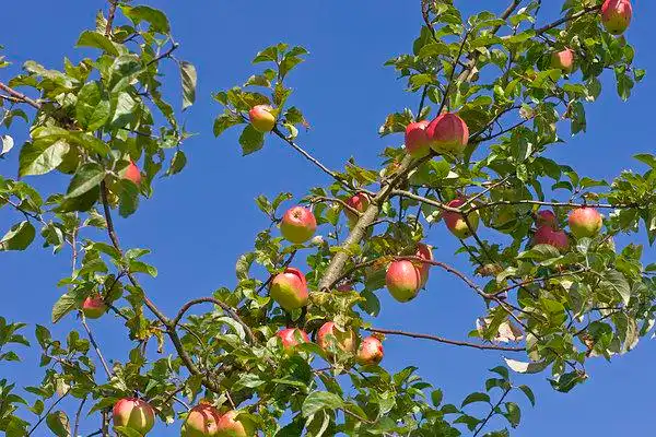 苹果树