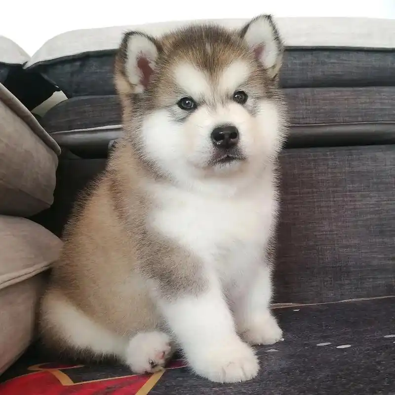 阿拉斯加幼犬宝宝1ooo起,出一窝阿拉斯加幼犬宝宝!