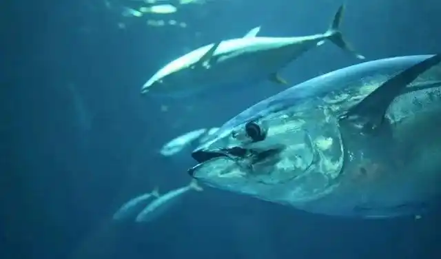 3名壮汉才搬得动!渔民捕获322斤大鱼,十分罕见|渔夫|枪鱼|印度洋|渔船