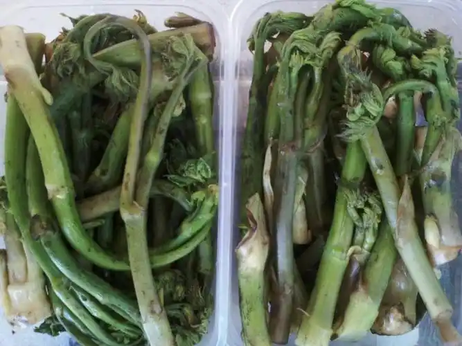 佳野特产蘑菇野菜赏析