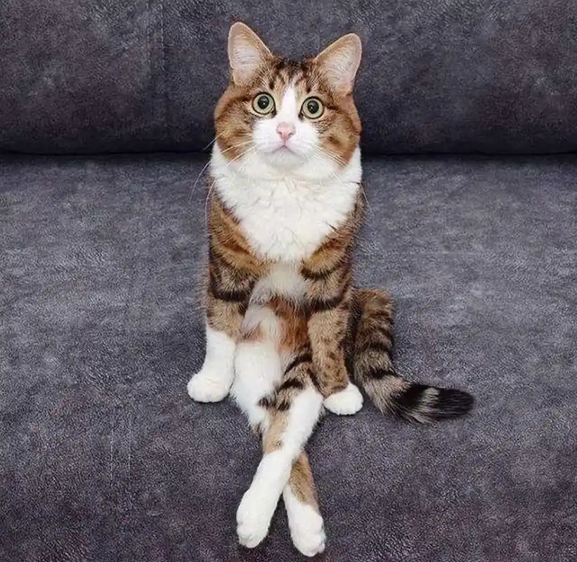 万物皆可云#【云吸猫】这坐姿够霸气～我也是真的服你了