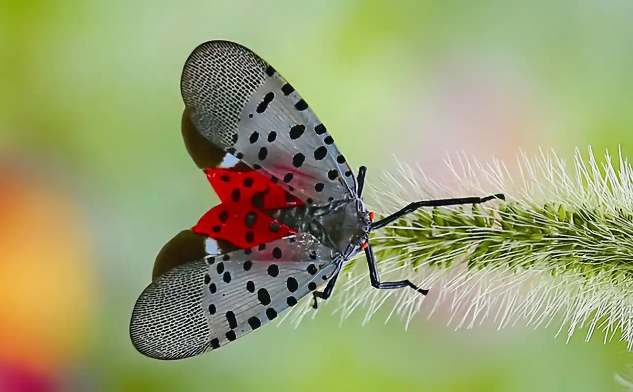 每天认识一种昆虫——斑衣蜡蝉 斑衣蜡蝉又名花蹦蹦,灰花蛾,同翅目