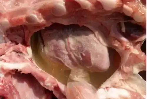 剖检情况:脾脏萎缩,腹股沟管淋巴结肿大,苍白,心包积液,有渗出物,腹腔