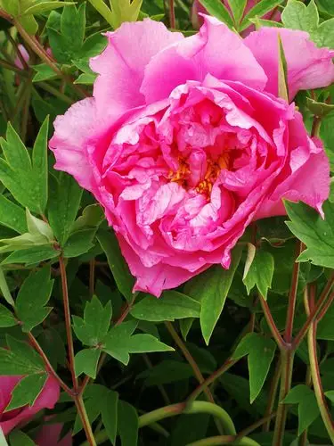 富贵之象征一一牡丹花