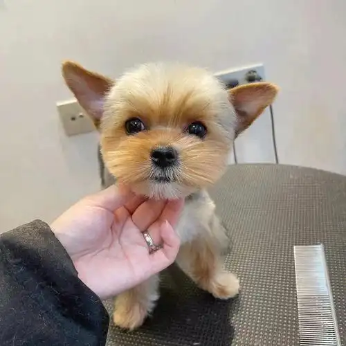 约克夏短装造型