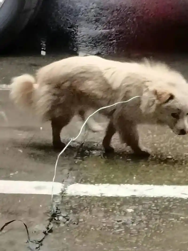 可怜的毛孩子,被人用铁丝勒住脖子,铁丝已解,但伤痕累累,皮肤 - 抖音