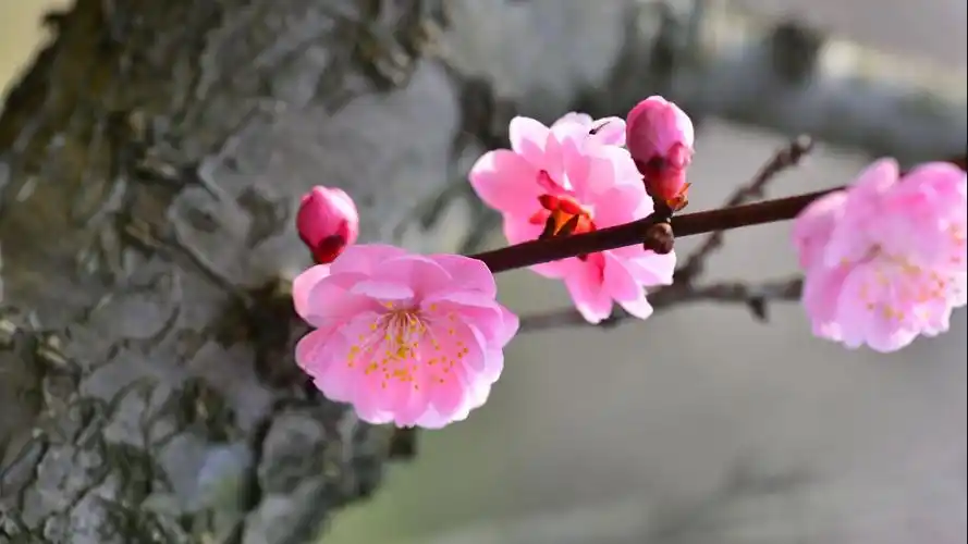 唯美腊梅花风景壁纸_凌寒独自开的梅花