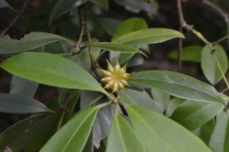 八角科-披针叶红茴香(金竹坪) (3).jpg