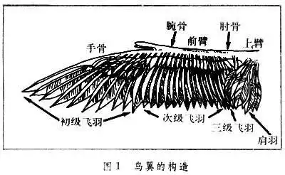 鸟翼 (图1)是适应飞行的主要器官,鸟翼的骨骼薄而轻,并有充气现象.