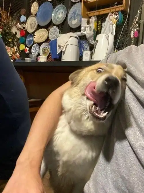 今日份沙雕趣图202189