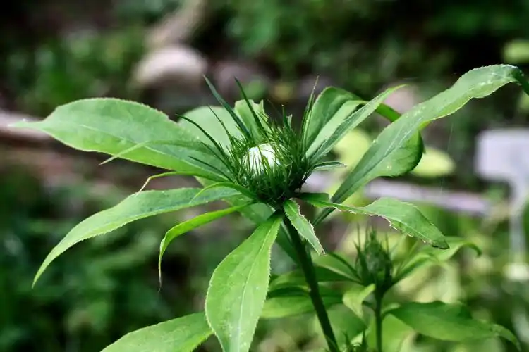 【白术】菊科,苍术属 - 简书