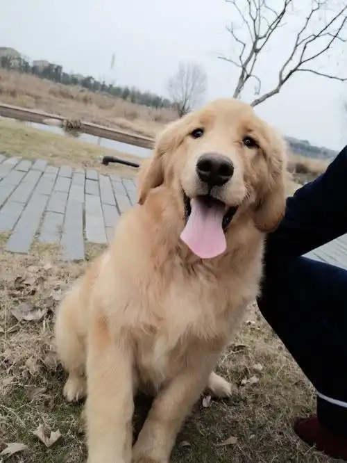 五个月金毛,大家评价一下,希望多给点意见