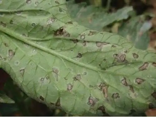 番茄褐斑病表现