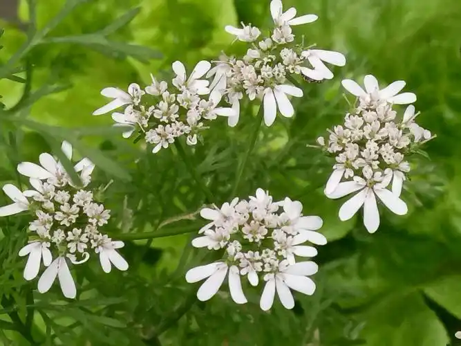 芫荽花