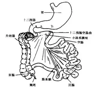 小肠解剖学1ficks方程中dq/dt是扩散速度,d是扩散系数,a膜表面积,k是