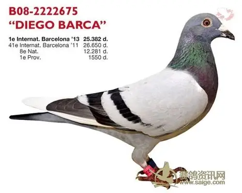 凡布利安娜鸽系