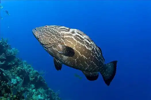 黑色,石斑鱼,洪都拉斯,加勒比海