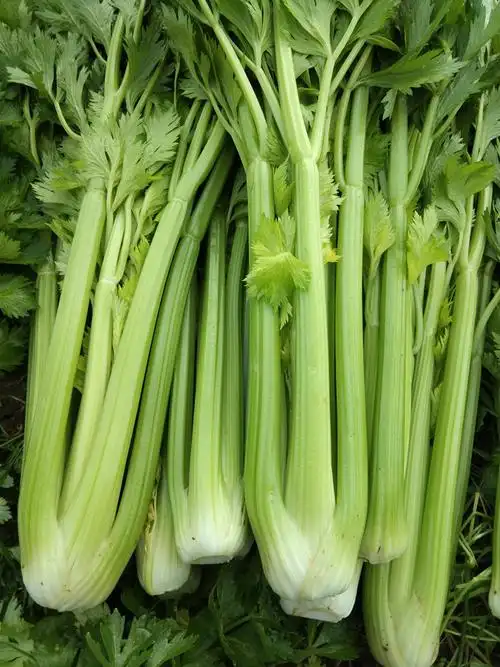 顺丰 新鲜西芹 半叶大棵芹菜 嫩心饺子馅榨汁脆嫩无丝 5斤【图片 价格