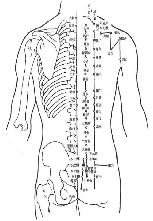 【拔火罐穴位图】_拔火罐_穴位位置_苹果绿