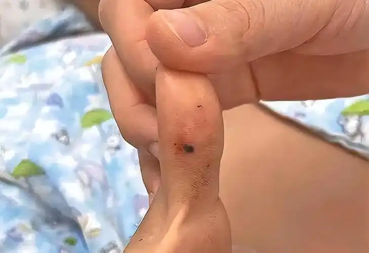 网上购买银环蛇