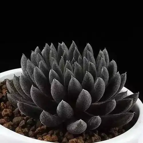 涨姿势黑色系多肉尽显低调奢华