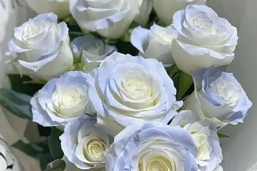 1,历史来源白蓝玫瑰来源于厄瓜多尔,白蓝相间玫瑰花意思,花朵的形状大