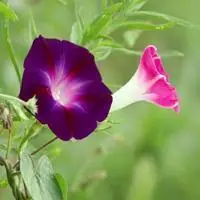 微信头像下载 微信头像图片大全 微信花草植物头像