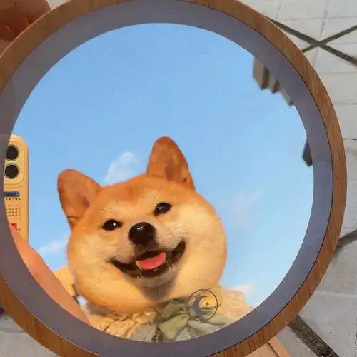 柴犬这张照片太适合当头像了01