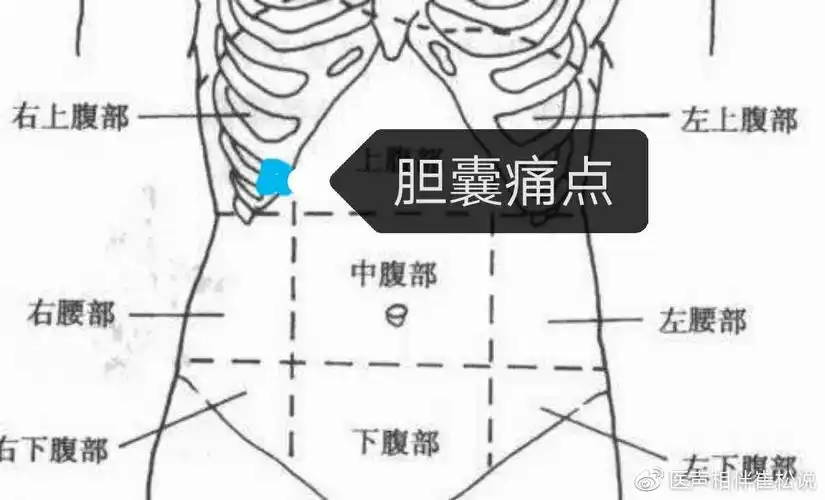 胆囊就位于这里,腹痛的位置如果位于这里可能提示着胆囊炎