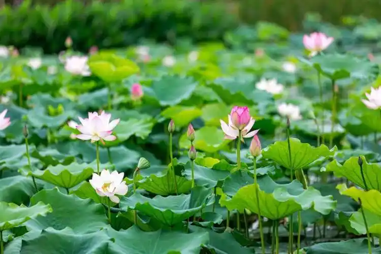 夏天_荷花_夏日