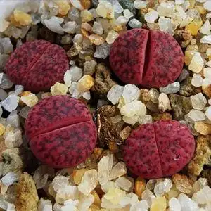 紫石榴生石花图片