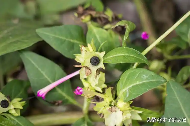 地雷花的功效与作用(小时候随处可见的地雷花,花和种子有妙用,根用作
