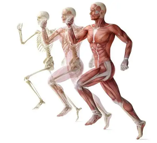 第1课解剖学姿势方位术语与人体的轴和面