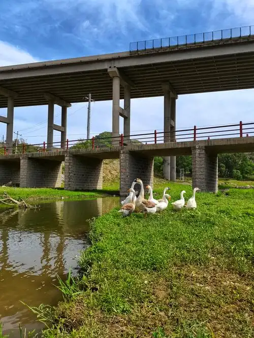 门前大桥下游过一群鸭